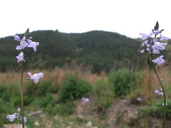 DSCF1555