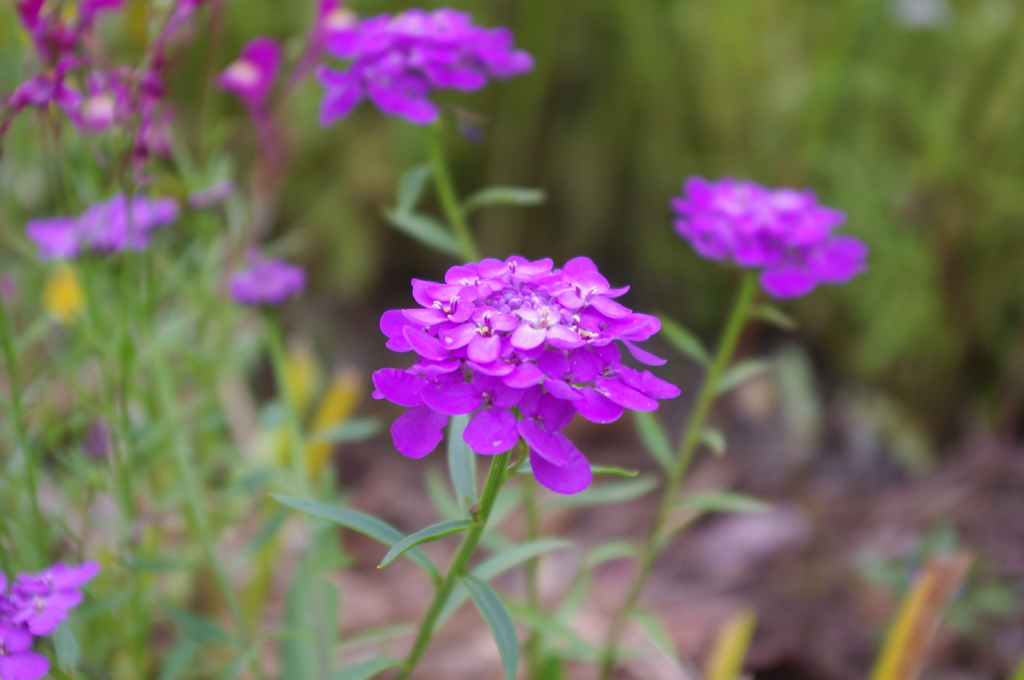 IMGP0038