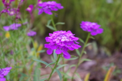 IMGP0038