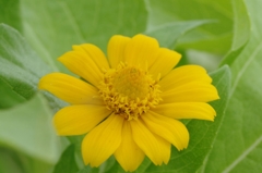 green&yellow