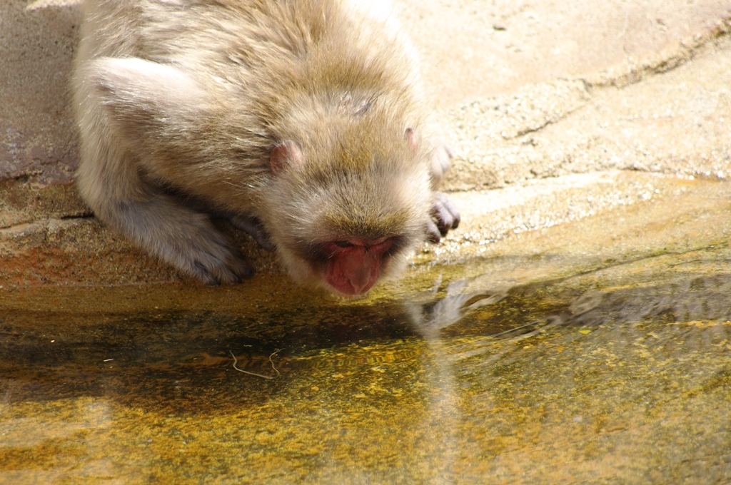 サル