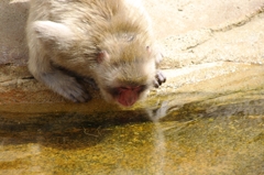 サル