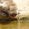 サル