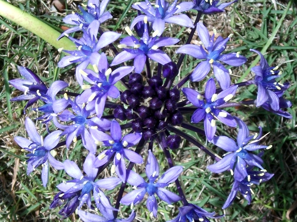 HTRDSCF2884