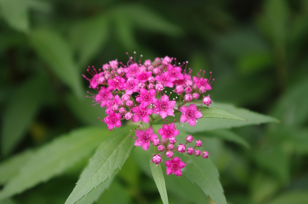 IMGP0659