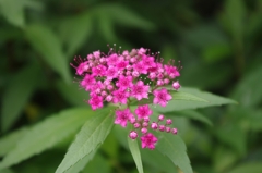 IMGP0659