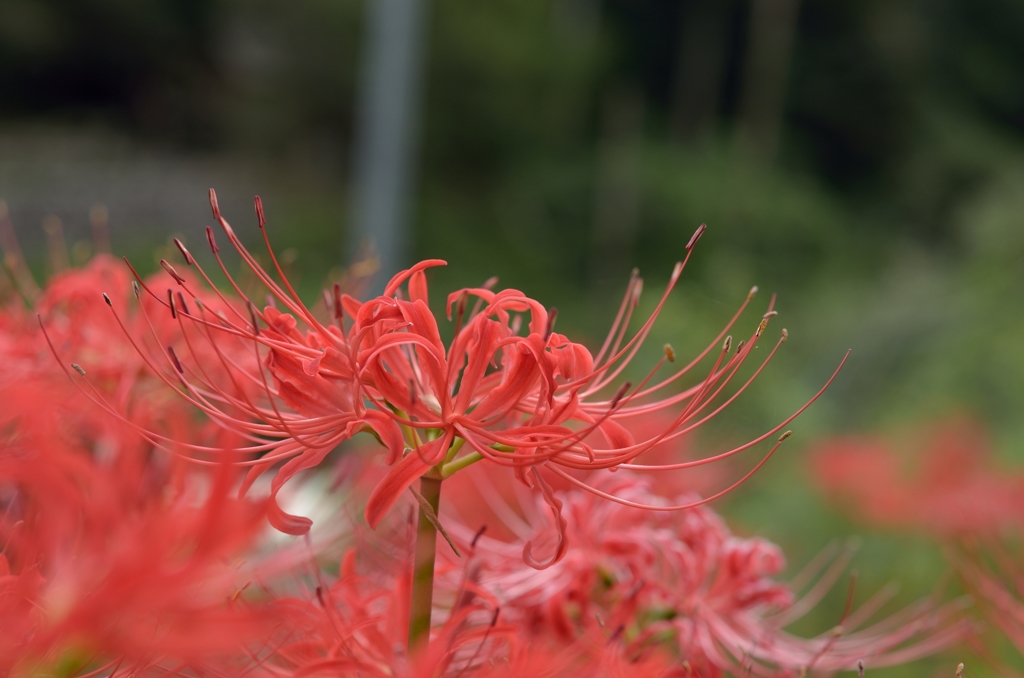 曼珠沙華