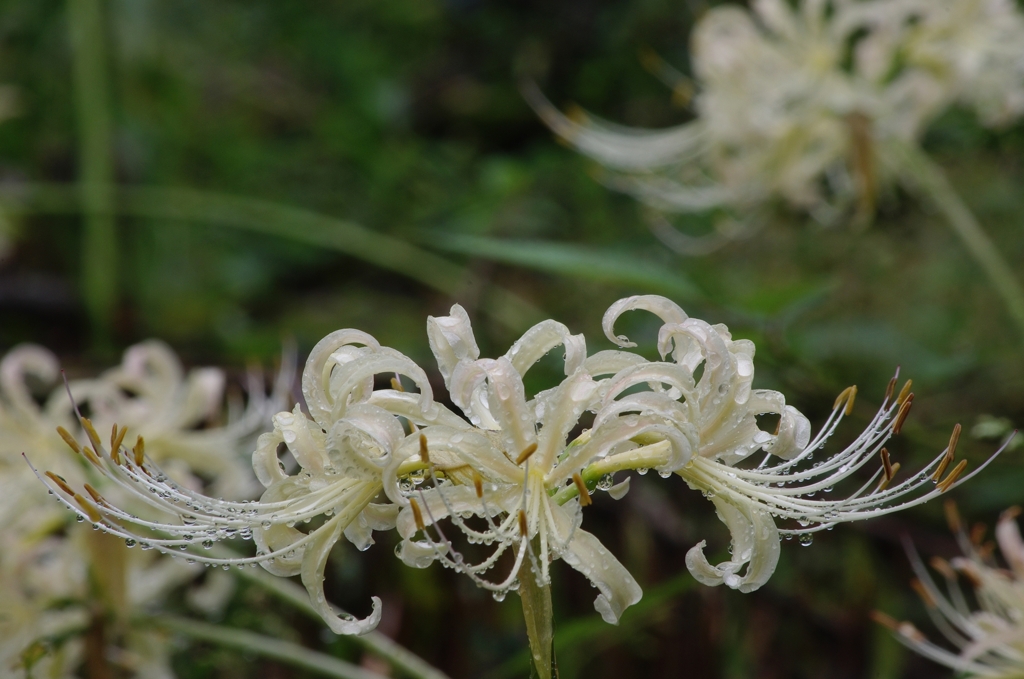 白花曼珠沙華