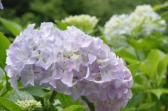 紫陽花