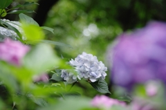 紫陽花