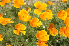 IMGP0401