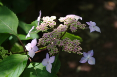 IMGP0525