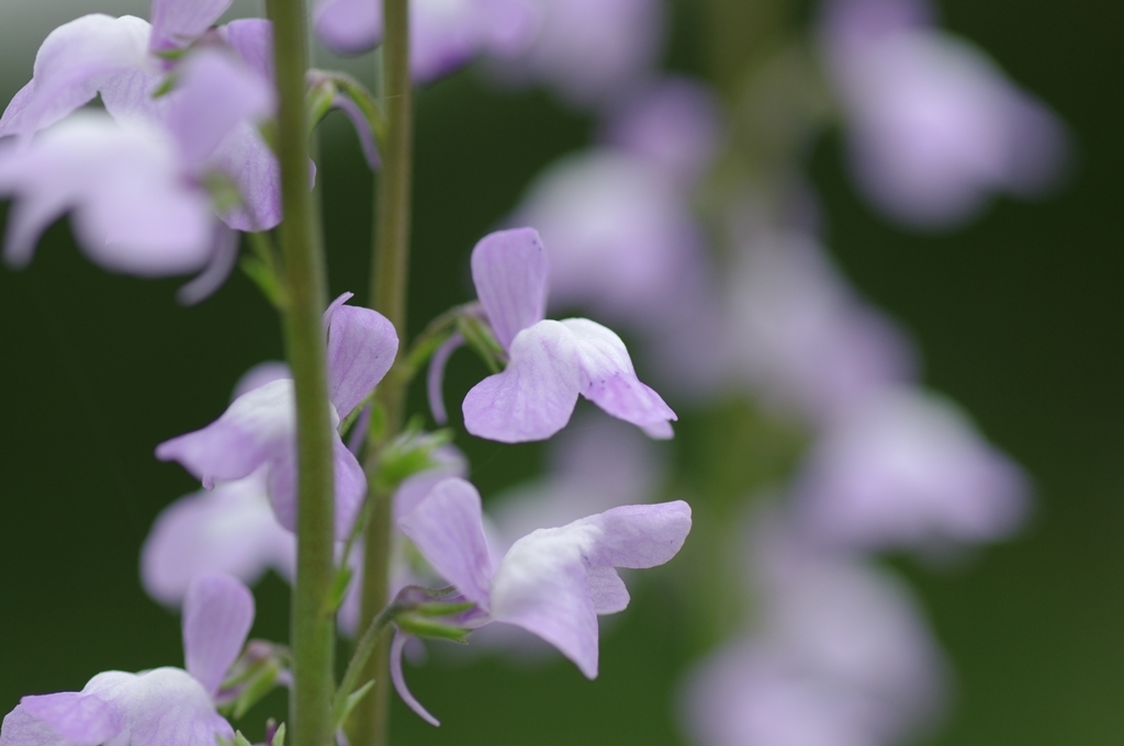 薄紫色の花