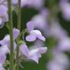 薄紫色の花