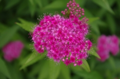 IMGP0662