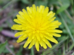 HTRIMGP1104