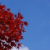 red & blue