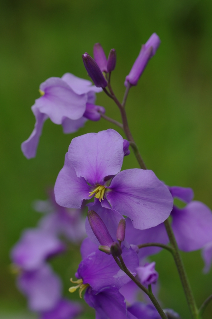 IMGP8232