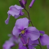 IMGP8232