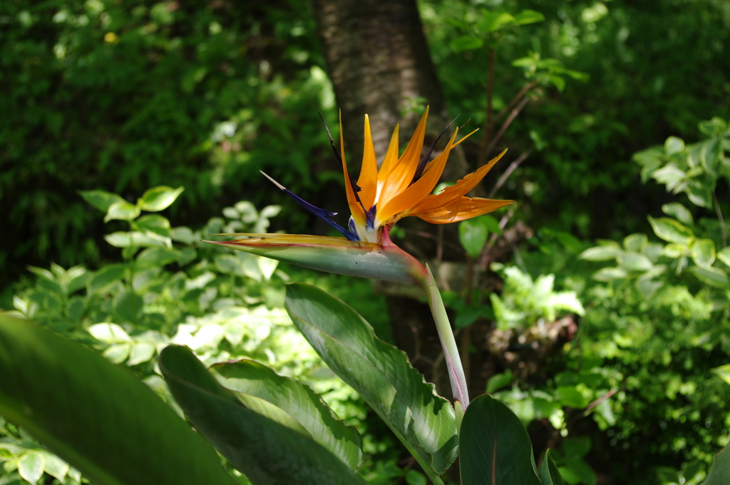 IMGP0499