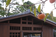柿