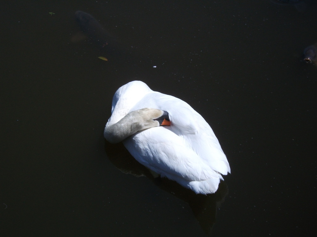 DSCF1324