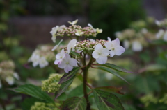 IMGP0057