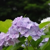 IMGP0039