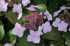 IMGP0731