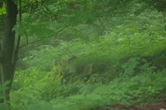 風穴