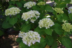 IMGP0434