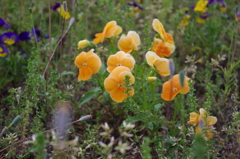 IMGP0054