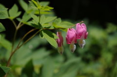 IMGP0528