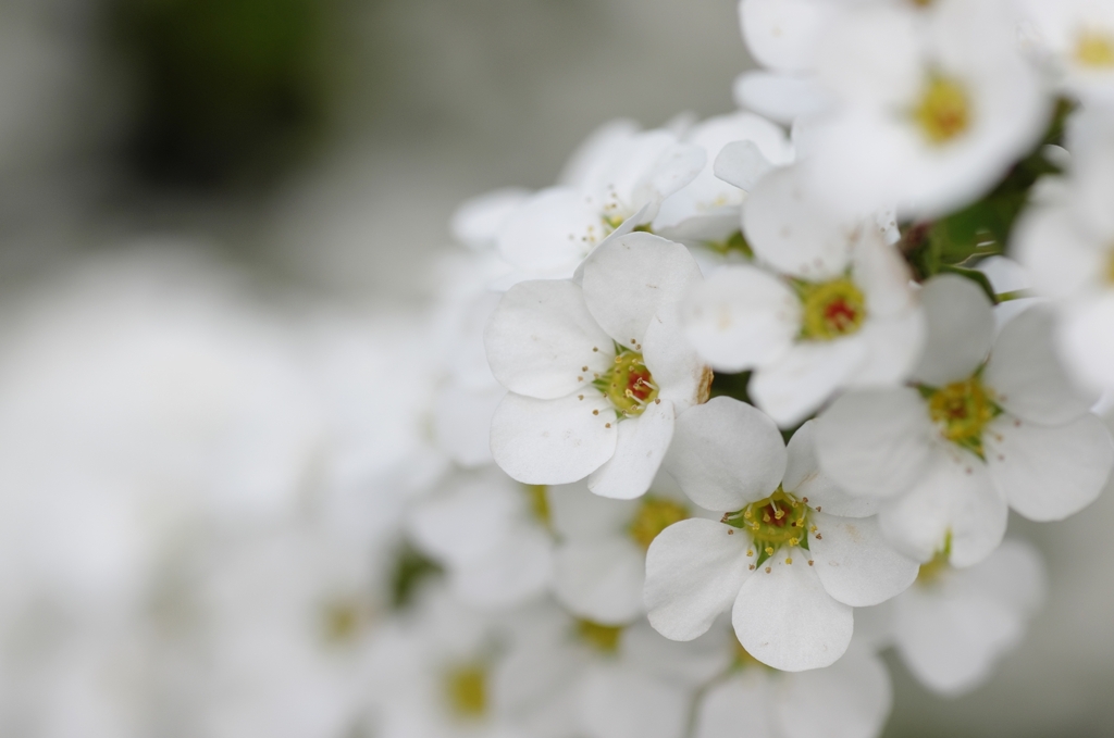white miracle