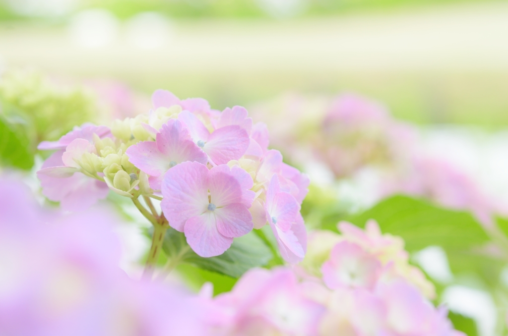 紫陽花
