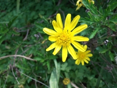 HDRDSCF2872