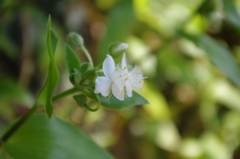 IMGP0769