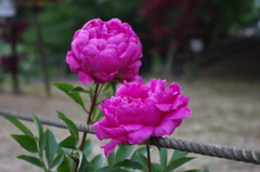 IMGP0052