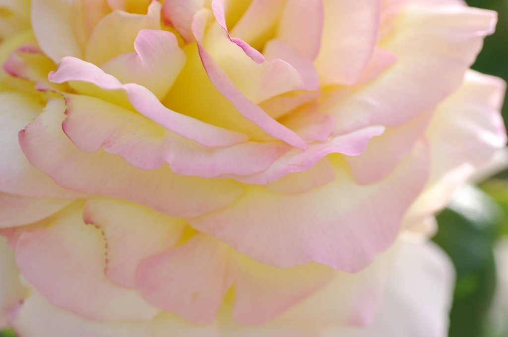 薔薇