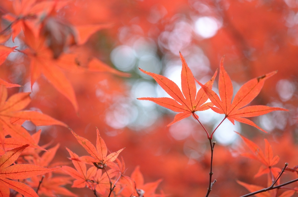 紅葉3