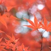 紅葉3