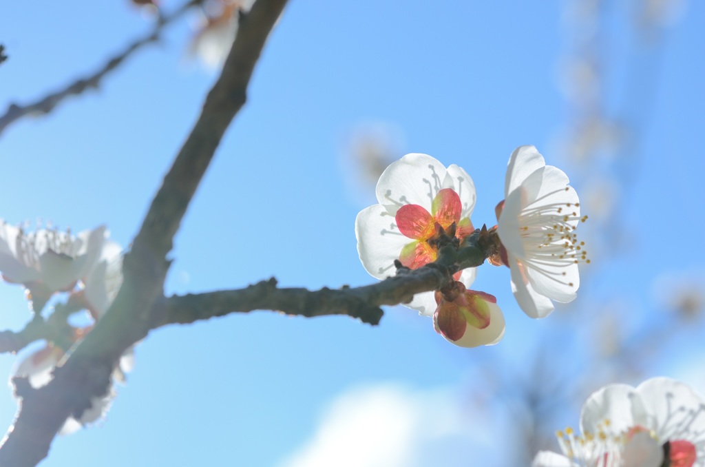春告草