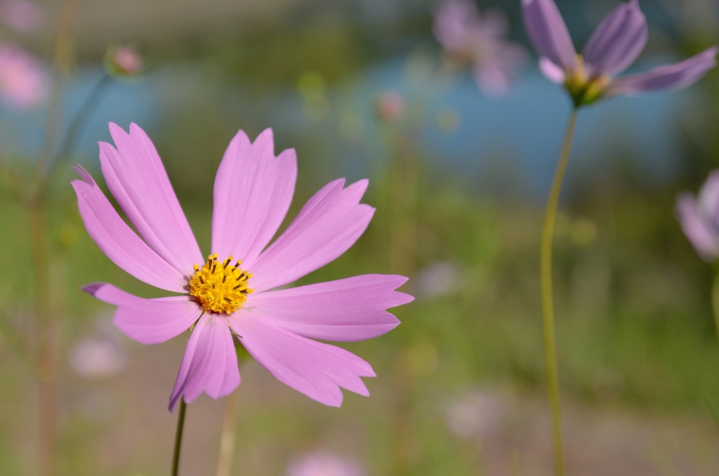 秋桜