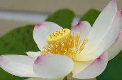 清浄