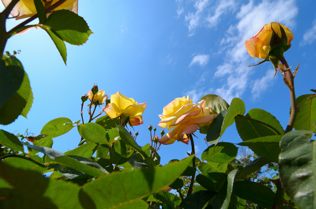 青空と薔薇