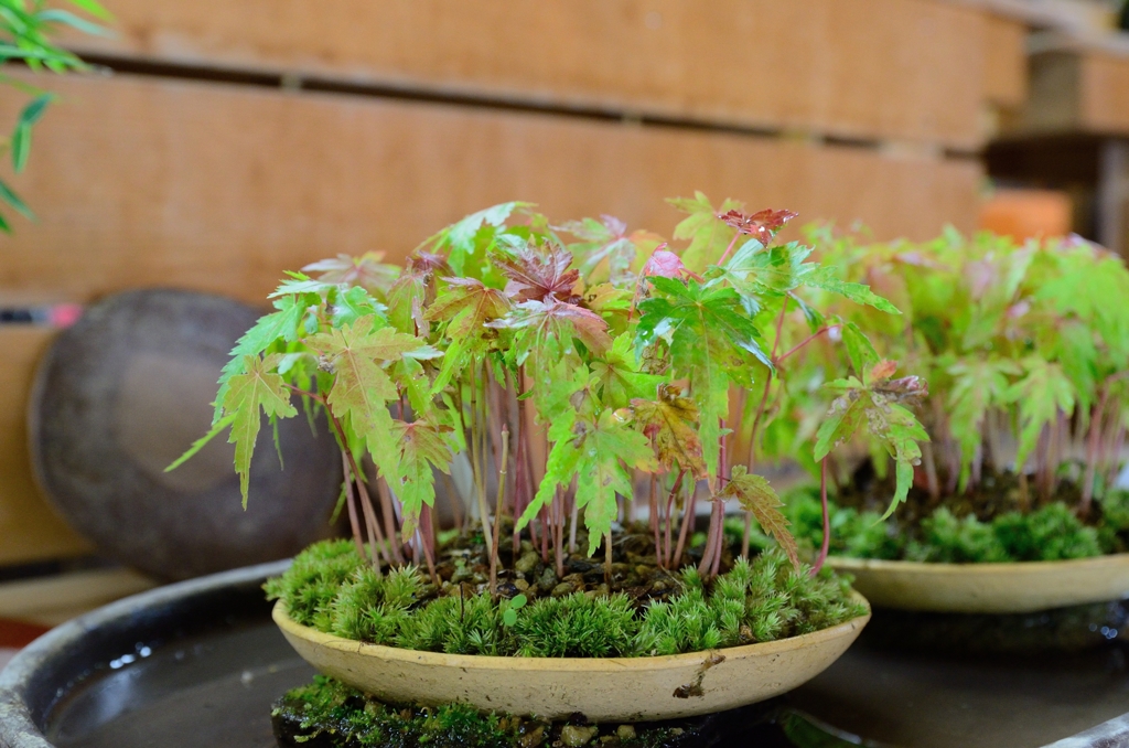 Small forest