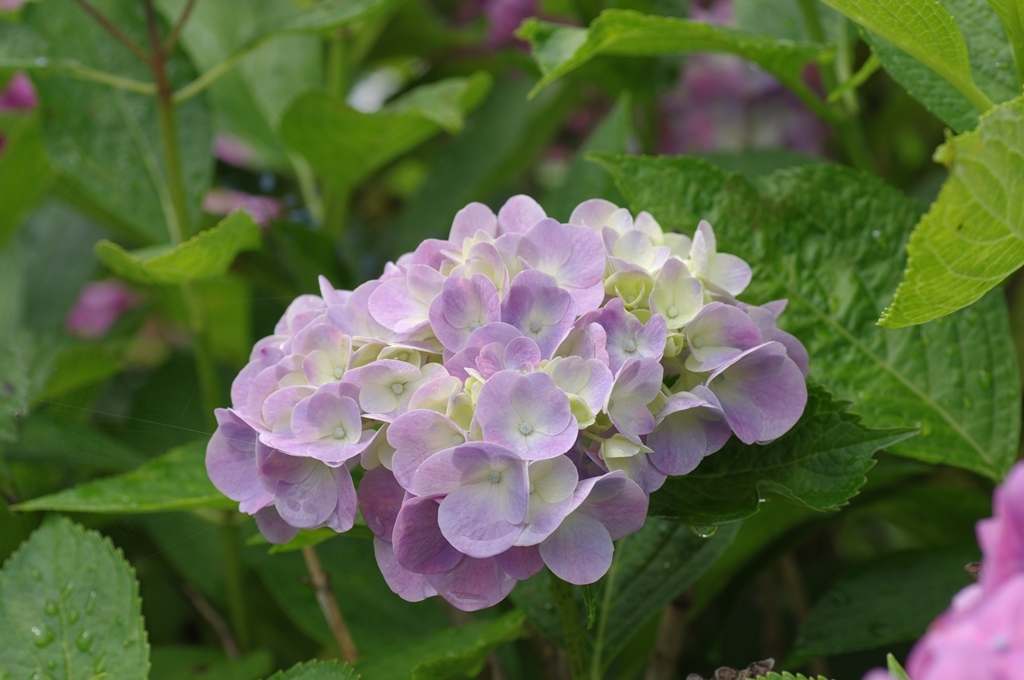 IMGP0097