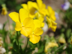 HTRIMGP1088