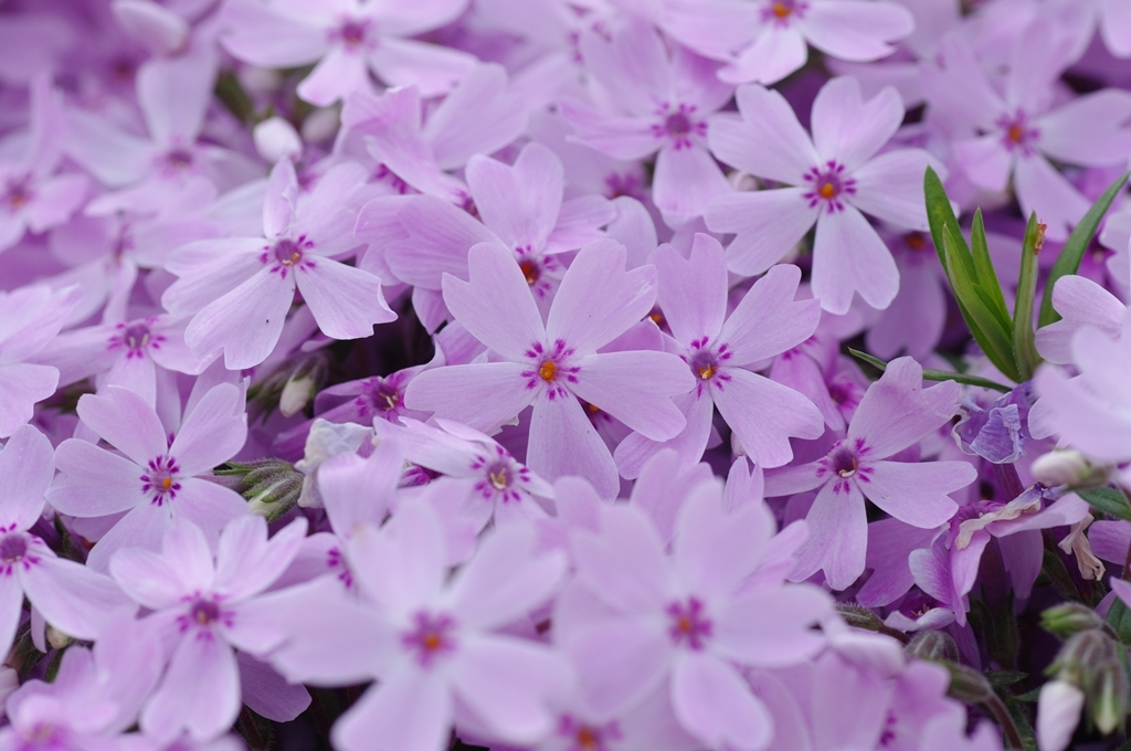 芝桜♪