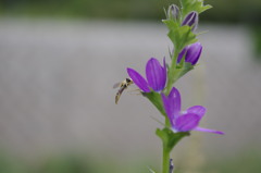 IMGP0299